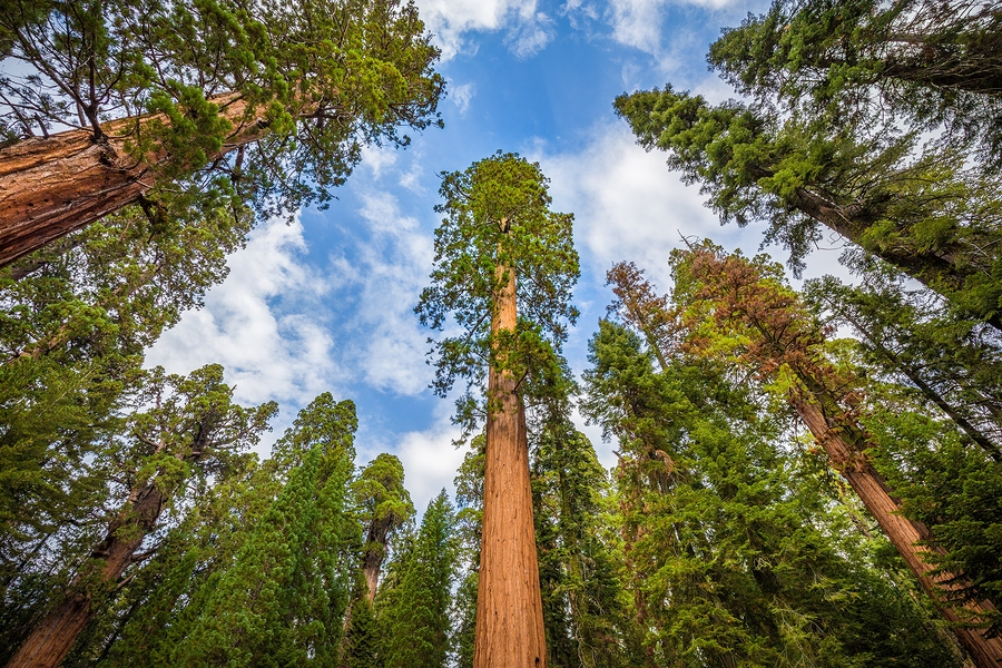 General Sherman Sequoia National Park